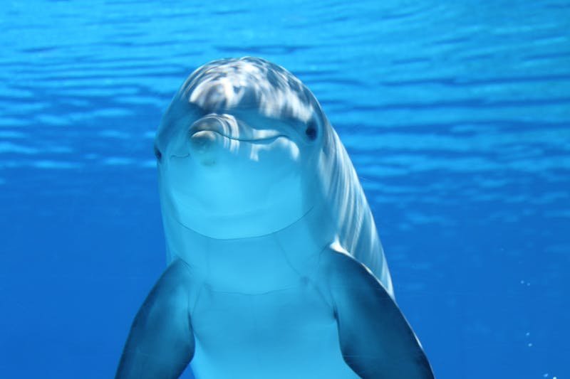 Delfin pod vodom koji koristi eholokaciju za navigaciju